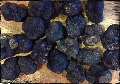 Truffes noires fraîches du Périgord Tuber Melanosporum prix au kilo